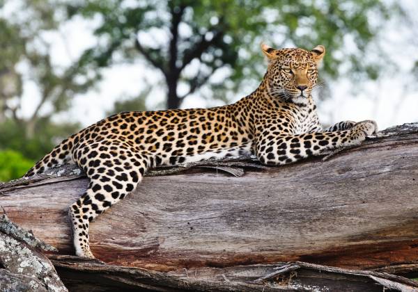 Victoria Falls, Botswana Safari and Mauritius