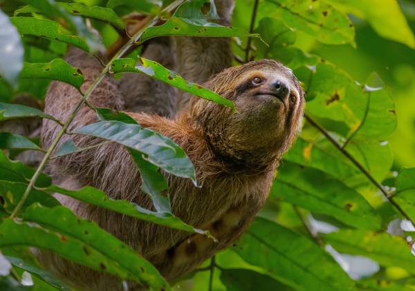 Costa Rica Beach And Jungle Tour