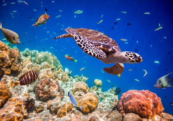 Abu Dhabi and Maldives Holidays
