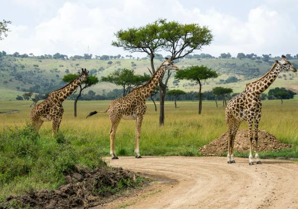 Masai Mara National Reserve, Kenya