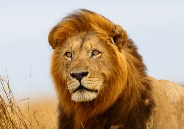 Lion Africa