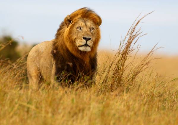 Tailor made Luxury Kenya Safari Beach Holidays Hayes Jarvis