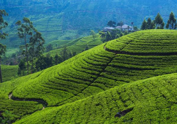 Sri Lanka and Maldives Multi-Centre