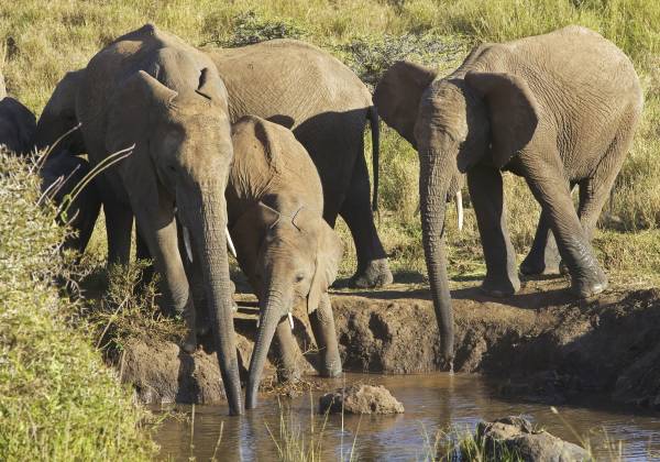 Kenya: In Depth Safari