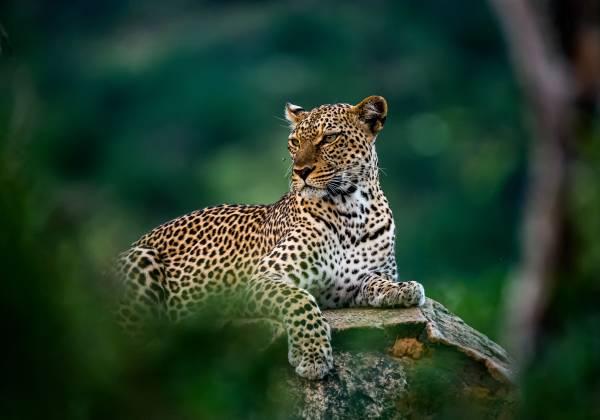 Kenya: In Depth Safari
