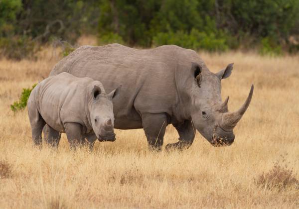 Kenya: In Depth Safari