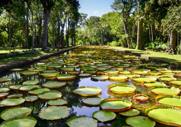 Pamplemousses Botanical Gardens Mauritius