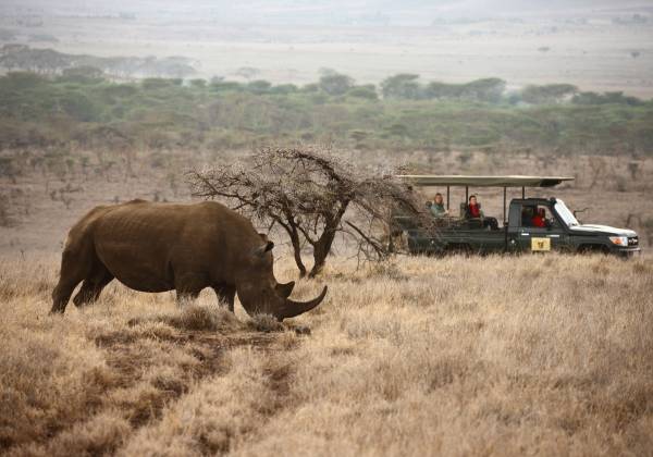 Rhino Kenya