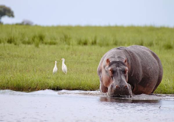 Victoria Falls, Botswana Safari and Mauritius