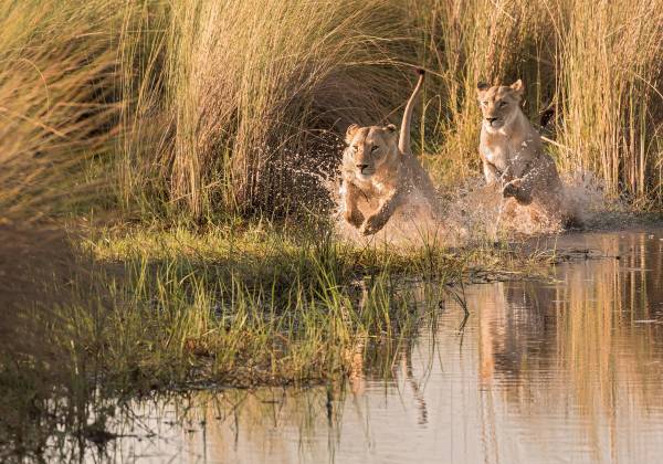 Victoria Falls, Botswana Safari and Mauritius