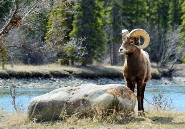 Canada Road Trip: Rocky Mountain Adventure