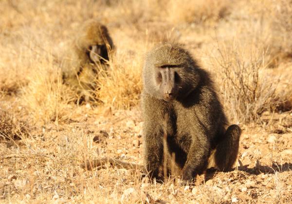 Kenya: Walking Safari and Beach
