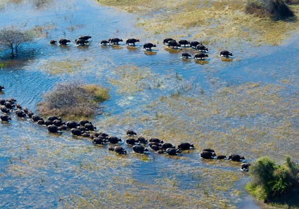 Victoria Falls, Botswana Safari and Mauritius