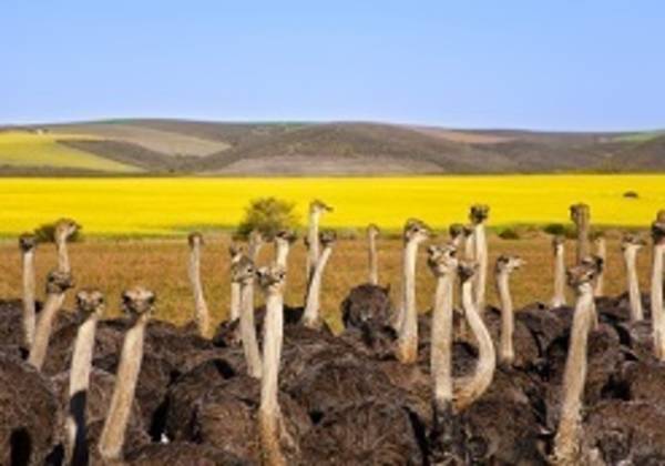 South Africa: Western and Eastern Cape Highlights