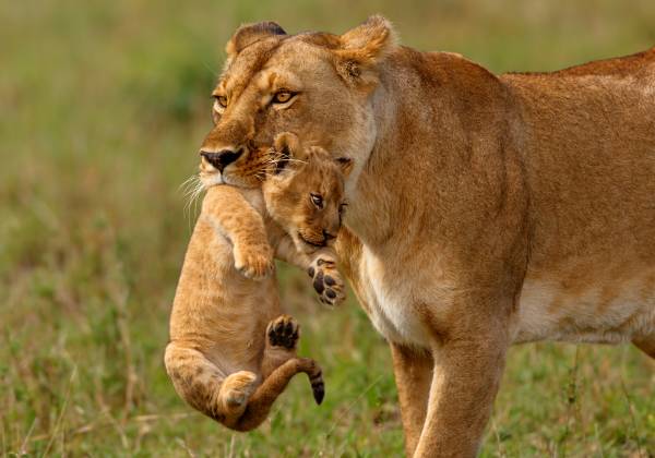 Kenya: In Depth Safari