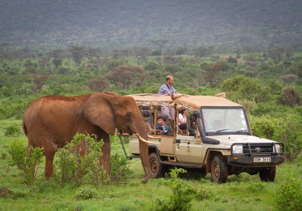 Kenya: In Depth Safari