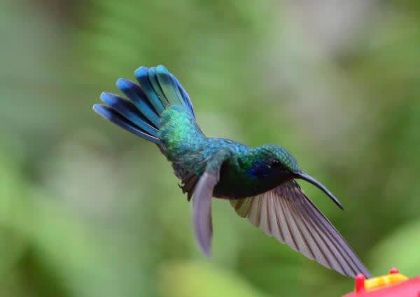 bird with the largest wingspan