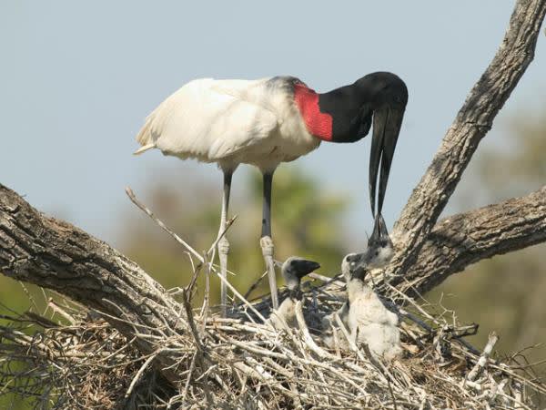 Jabiru Stork