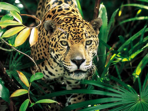 Jaguar in Pantanal