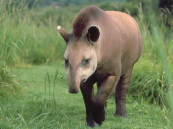 Tapir