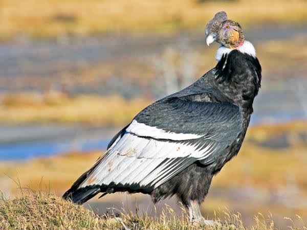 Andean Condor