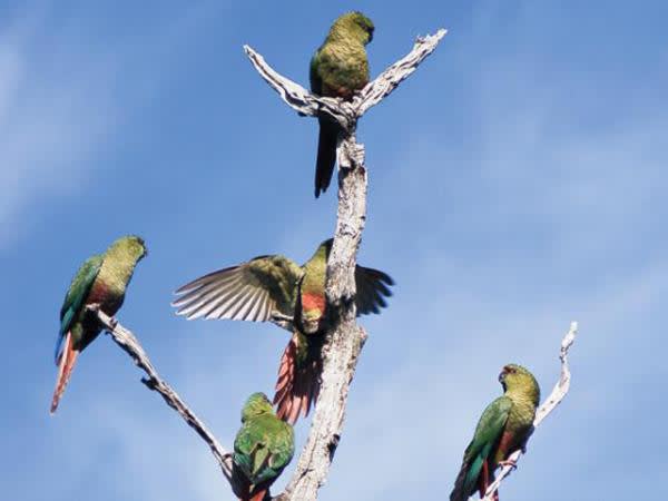 Austral Parakeet