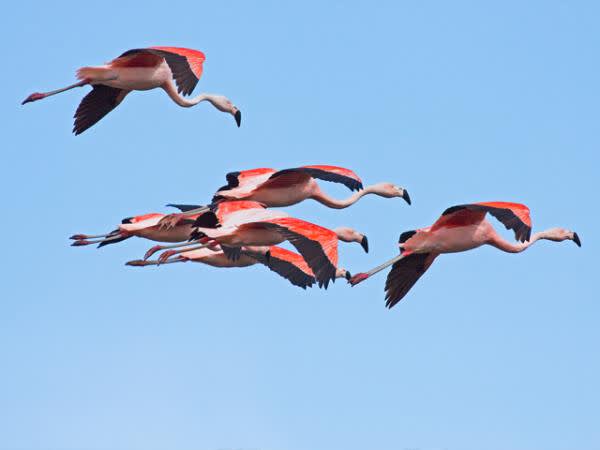 Birds of Patagonia: A Brief Birdwatcher’s Guide | Exodus