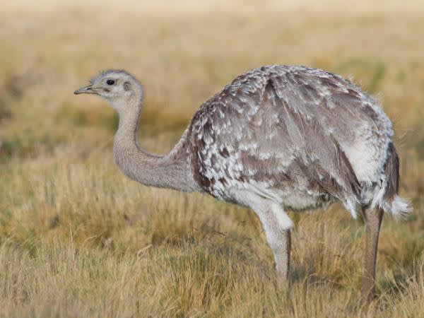 Lesser Rhea