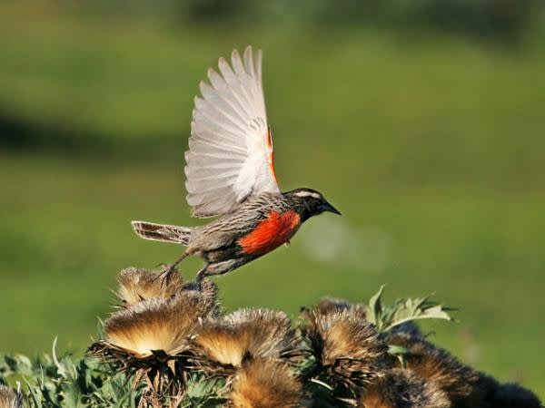 Long-tailed Meadowlark