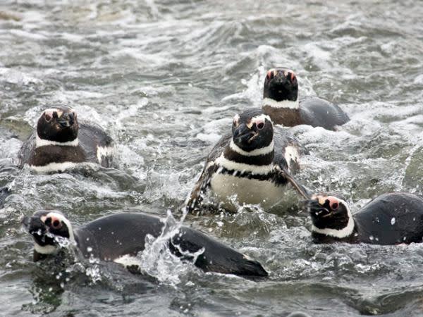 Magellenic Penguin