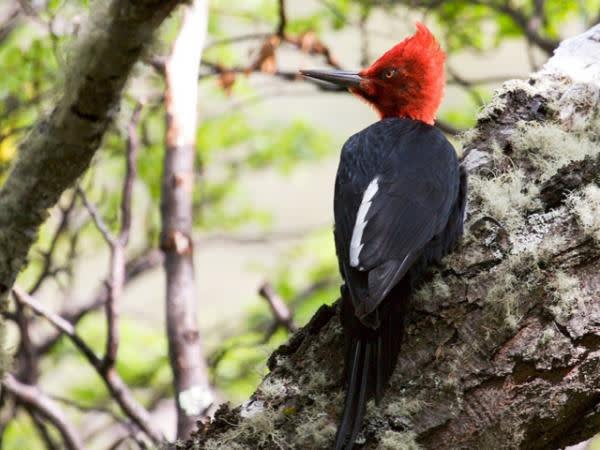 Magellenic Woodpecker