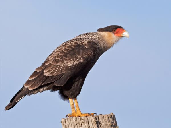 Southern Caracara