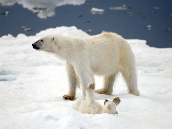 xPolar-Bears-600x450.jpg.pagespeed.ic.qMGF4YOE6V