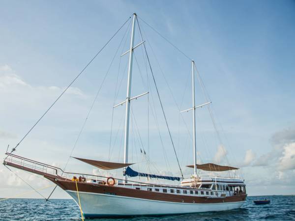 Marine Wildlife of the Maldives