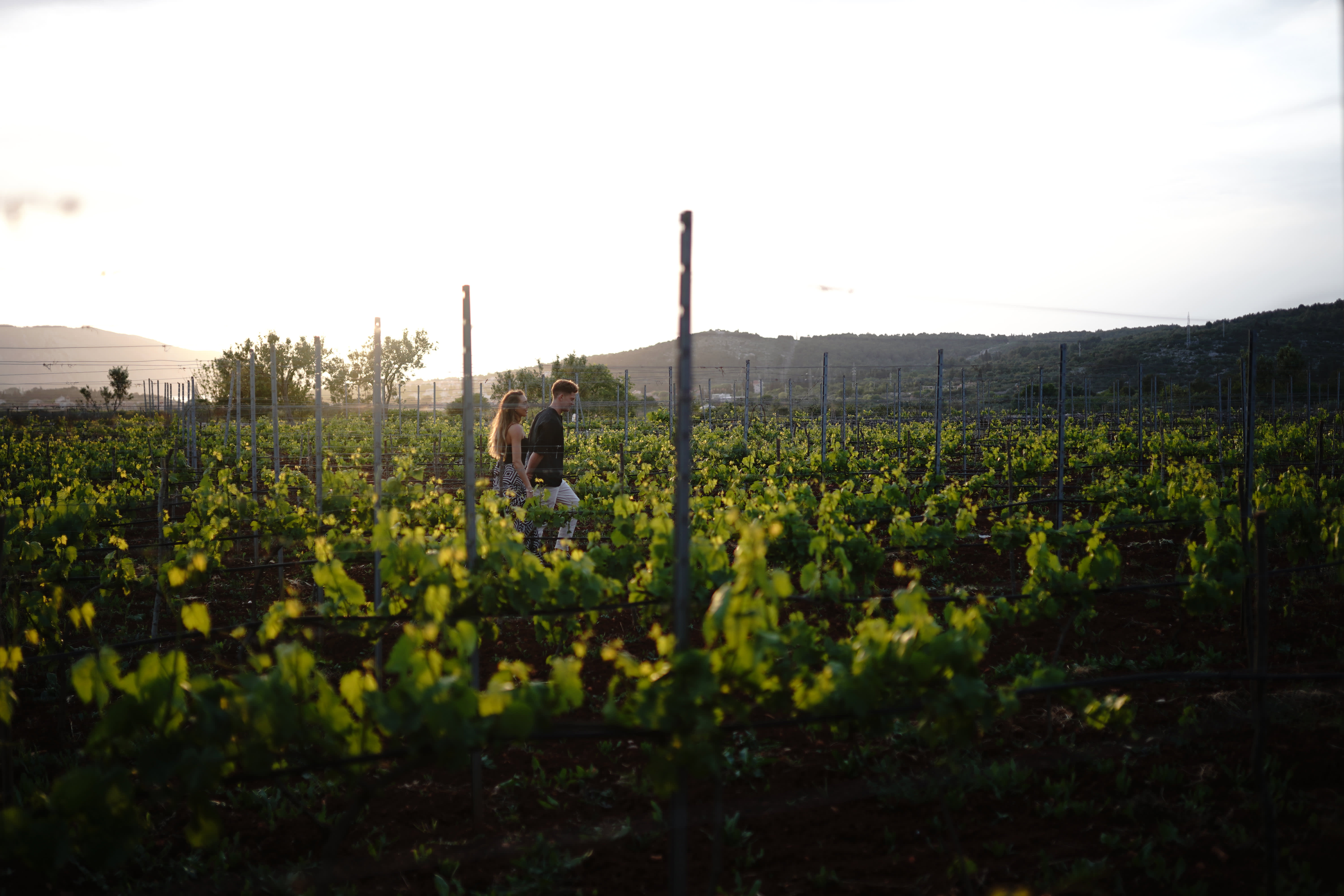 Croatia Vineyard
