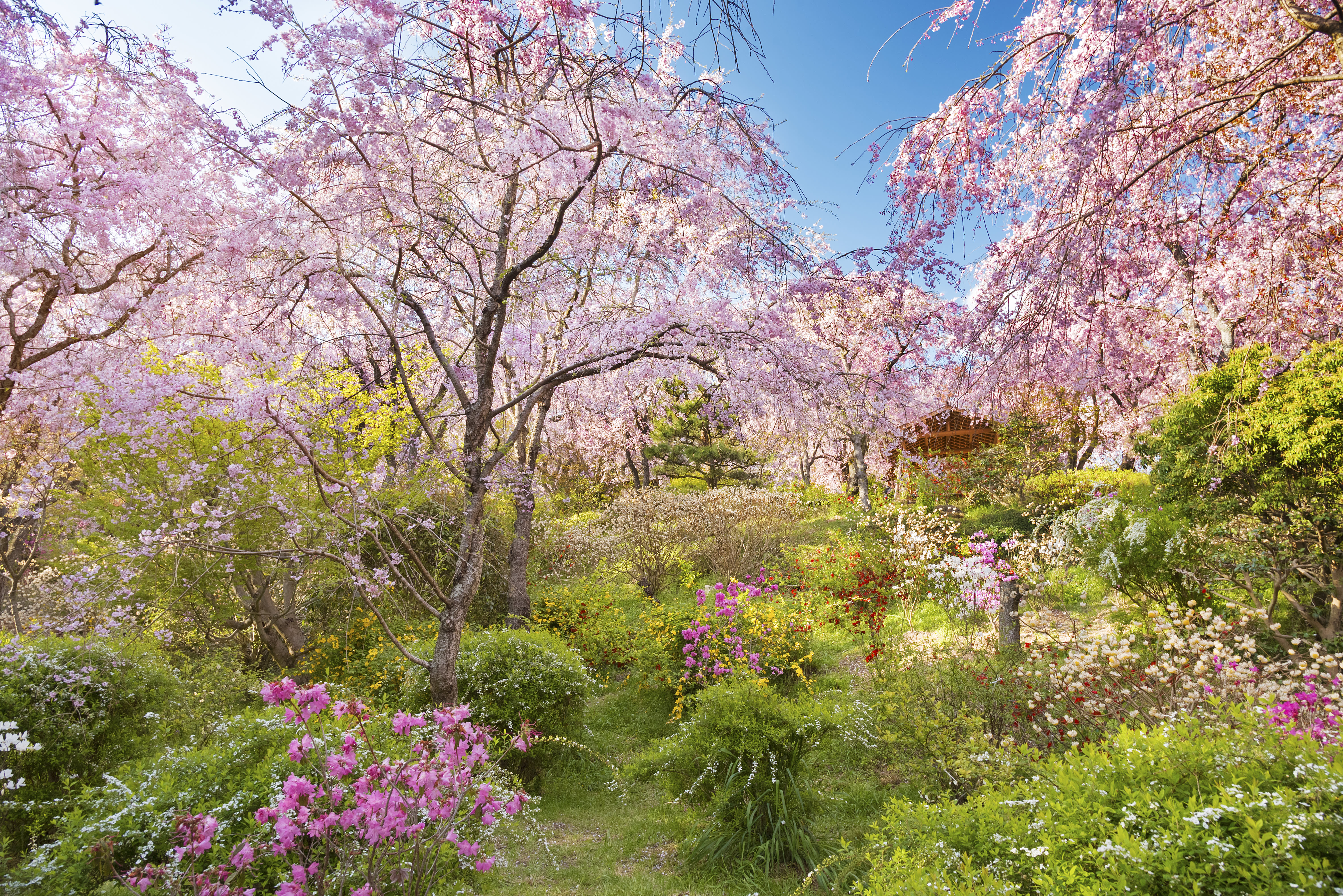 Haradani En Garden
