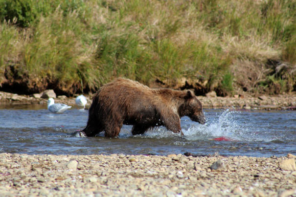 Bears watching