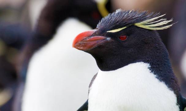 rockhopper penguin