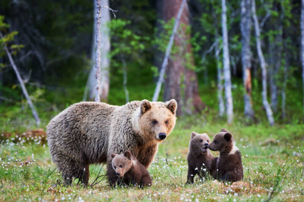 Brown Bears in Finland