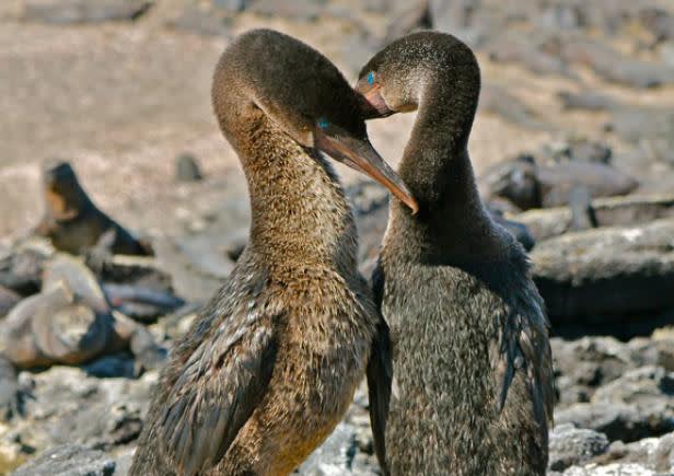 flightless cormorant mating dance