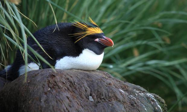 macaroni penguin, liam quinn