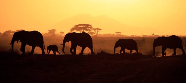 elephants, kenya