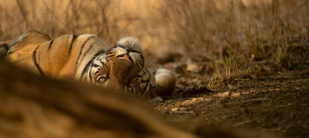 tiger