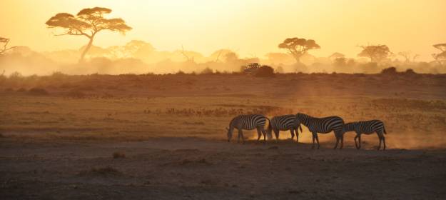 zebra