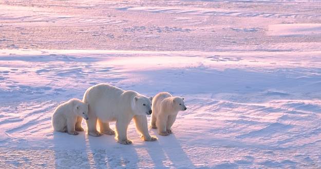 Polar Bears