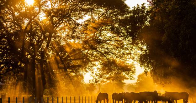 horses standing in morning sun