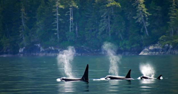 Killer Whales British Columbia Canada