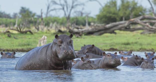 Hippos