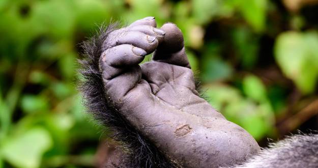 gorilla foot