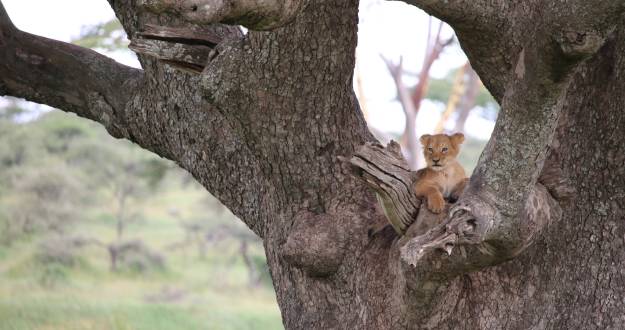 Africa_Cub